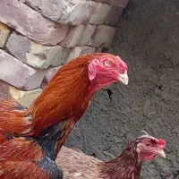 خوروس لاری دورگه