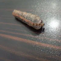 عرج سواحل
