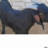 فروش پازن