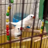 یک جفت فنچ سفید