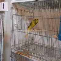 قناری رسمی بلند شاخص