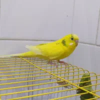 مرغ عشق ماده