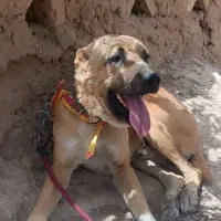 واگذاری سگ|سگ|میان ولایت, |دیوار