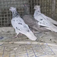 سه تا ماده دم سفید بندی جوون|پرنده|صدرا-فارس, فاز ۱|دیوار