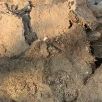 کود گوسفندی رایگان