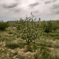 باغ-سیب