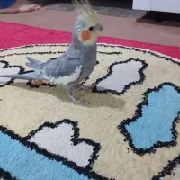 یک جفت عروس هلندی با تخم