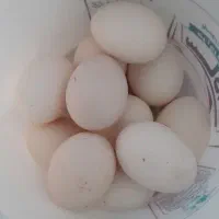 تخم مرغ بومی ارگانیک|خوردنی و آشامیدنی|اصفهان, محله اسلامی|دیوار