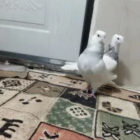 یک جفت طوق آبی وطوق هفت رنگ فروشی