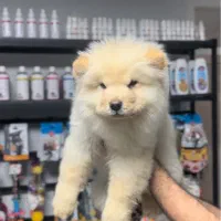 چاو چاو فول کیفیت