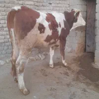 گاو ،گوساله ،تلیسه سیمینتال آبستن سنگین|حیوانات مزرعه|بیلوار, |دیوار