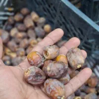خرما برحی|خوردنی و آشامیدنی|اهواز, بهارستان|دیوار
