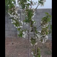 فروش باغ۱۰۰۰ متری نزدیک تبریزقابل تهاتر|فروش خانه و ویلا|صوفیان, |دیوار