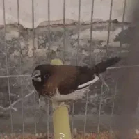 بنگالی ماده