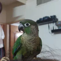 طوطی گرینچیک فرار کرده محدوده جی