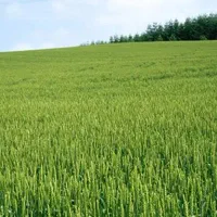 زمین-کشاورزی