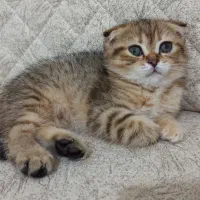 واگذاری دو عدد بچه گربه دوماهه