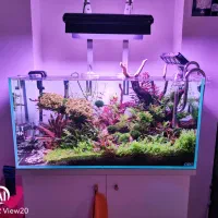 طراحی و راه اندازی آکواریوم گیاهی (پلنت)