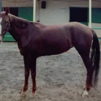 تعدادی مادیون نریان ترکمن مدارک دار بدون مدارک