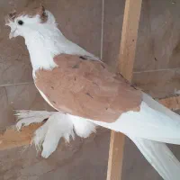 کبوتر پرپا پشتی تزیینی