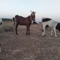 بزغاله پاکسانی ناب