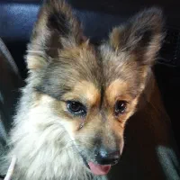 سگ گمشده محدوده ملک شهر خیابان آزادگان|حیوانات|اصفهان, ناصرخسرو|دیوار