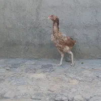 مرغ لاری جنس خوب و جوان