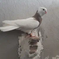 فروش کبوتر طوقی