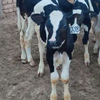 گوساله هلشتاین اسپرم آمریکایی