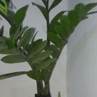 گل زامفولیا سبز