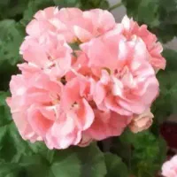 گل های خوشگل