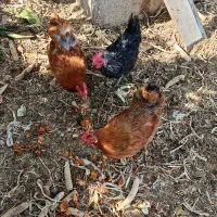 سه عدد مرغ|حیوانات مزرعه|شبستر, |دیوار