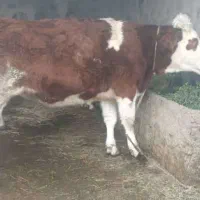 دوتا گاو با گوساله نه ماهه|حیوانات مزرعه|پلدشت, |دیوار