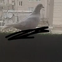 کفتر باخت خورد