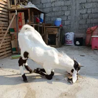 نربز گلابی|حیوانات مزرعه|چغادک, |دیوار