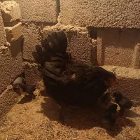 مرغ گلین با جوجه