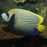 ماهی اب شور ابشور .جراح. فرشته . و غیره|ماهی|تهران, امیر بهادر|دیوار