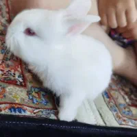 خرگوش سه ماه