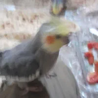 عروس هلندی مولد وجوجه تکی یاجفت