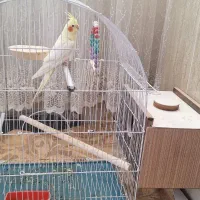 جفت عروس هلندی سالم وسرحال