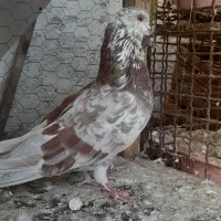 کبوتر پرشی|پرنده|گرگان, |دیوار