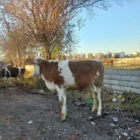 استخدام کارگر برای نگهداری گاو چوپان