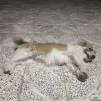 سگ پا کوتاه|سگ|نرماشیر, |دیوار