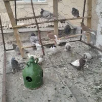 فروش کبوتردونه ای ۱۵۰ مفت همه سالم