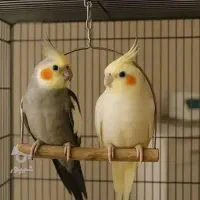 عروس هلندی