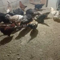 بو‌قلمون ‌و‌خروس