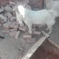 کهره نر یا چبش