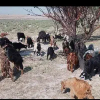 35تا بز غاله  و یک گوسفندماده