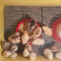 جوجه محلی ۷ روزه|حیوانات مزرعه|امیدیه, |دیوار