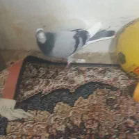 دوتا‌نردرجه یک